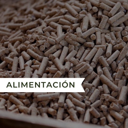 Alimentacion
